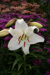 Lilium Casa Blanca