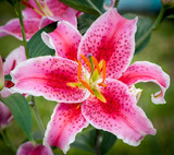 Lilium Stargazer