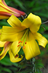 Lilium Golden Splendour 18-20cm