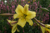 Lilium Golden Splendour 18-20cm
