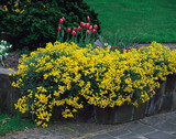 Alyssum Saxitile 'Compactum Goldkugel'