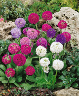 Primula denticulata Mixed