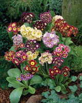 Primula auricula Mixed