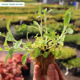 Prunella Grandiflora Rubra