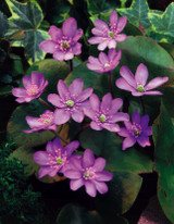 Hepatica nobilis Hepatica nobilis