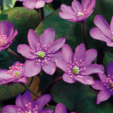 Hepatica nobilis Hepatica nobilis