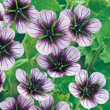 Geranium Salome