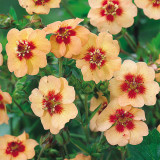 Potentilla tonguei