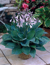 Hosta fortunei Hyacinthina