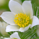 Pulsatilla vulgaris Alba
