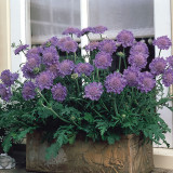 Scabiosa c. Dwarf Blue 7CM Scabiosa c. Dwarf Blue 7CM