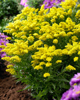 Solidago (Dwarf)