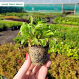 Campanula Single Mixed