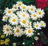 Chrysantha Maximum