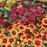 Gaillardia Burgunder