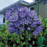 Agapanthus Blue Peter