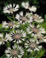 Centaurea montana Alba loose