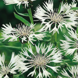 Centaurea montana Alba loose Centaurea montana Alba loose