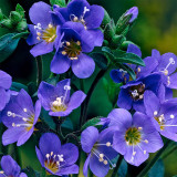 Polemonium Blue Pearl