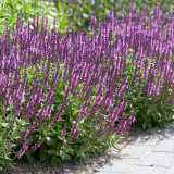 Salvia nemorosa Rose Queen