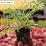 Achillea Cerise