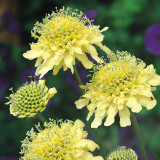 Scabiosa ochroleuca