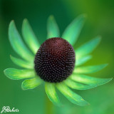 Rudbeckia Green Wizard