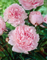 Peony Pink (Sarah Bernhardt)