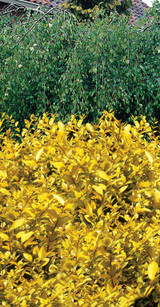 Privet Golden (Ligustrum)