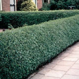 Privet Green (Ligustrum)