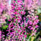 Calluna vulgaris red-Marlies