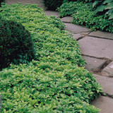 Pachysandra terminalis