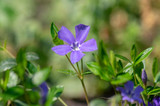 Vinca minor (Periwinkle)