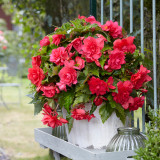 Begonia Giant Pendula Pink 5/6cm