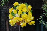 Begonia Giant Pendula Yellow 5/6cm