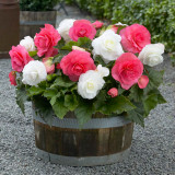 Begonia Double White 5/6cm