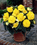 Begonia Double Yellow 5/6cm Begonia Double Yellow 5/6cm