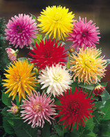 Dahlia Cactus Mixed