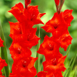 Gladioli Carthago