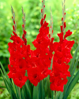 Gladioli Oscar