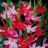 Schizostylis Mixed