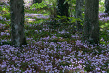 Cyclamen hederifolium 13/15cm