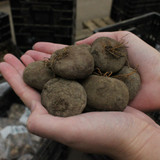 Cyclamen hederifolium 13/15cm