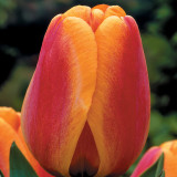 Tulip Apeldoorn's Elite 10/12cm