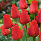 Tulip Apeldoorn