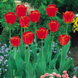 Tulip Apeldoorn