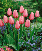 Tulip Pink Impression