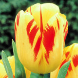 Tulip Olympic Flame Tulip Olympic Flame