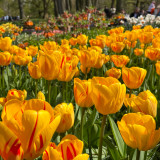 Tulip Olympic Flame Tulip Olympic Flame