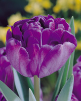 Tulip Blue Diamond 10/12cm